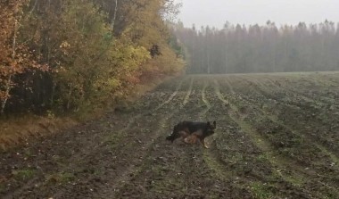 Owczarek niemiecki chodzący po zaoranym polu