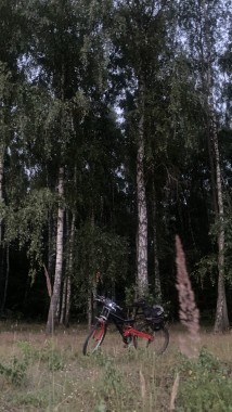 Rower retro MTB na polanie pod brzozowym lasem